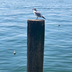Bodensee Möwe