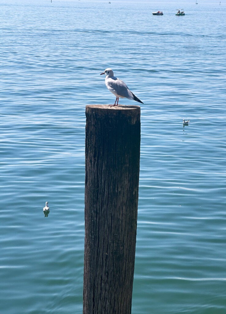 Bodensee Möwe