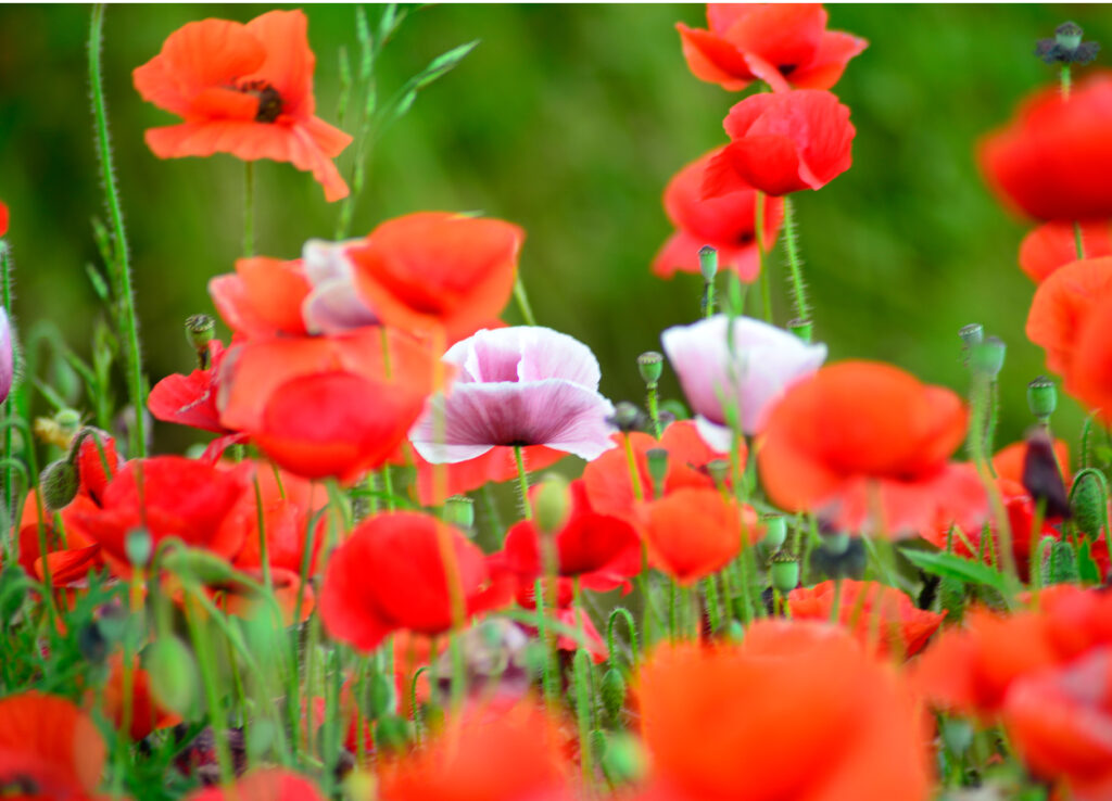 Mohn 1