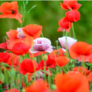 Mohn 1