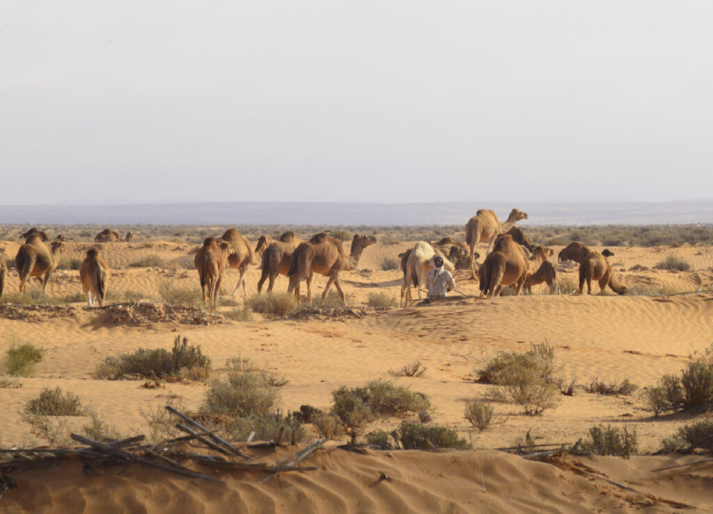 Sahara 1