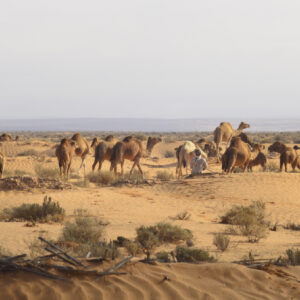 Sahara 1