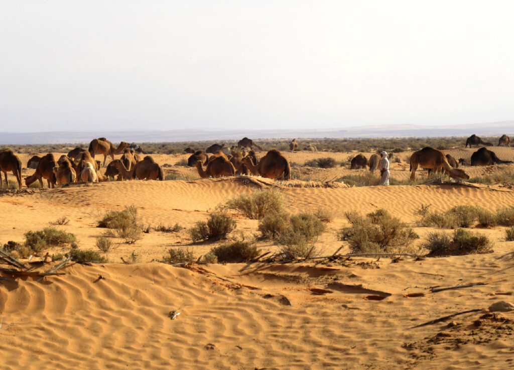 Sahara 2