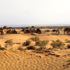 Sahara 2