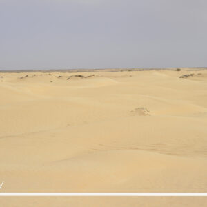 Sahara +