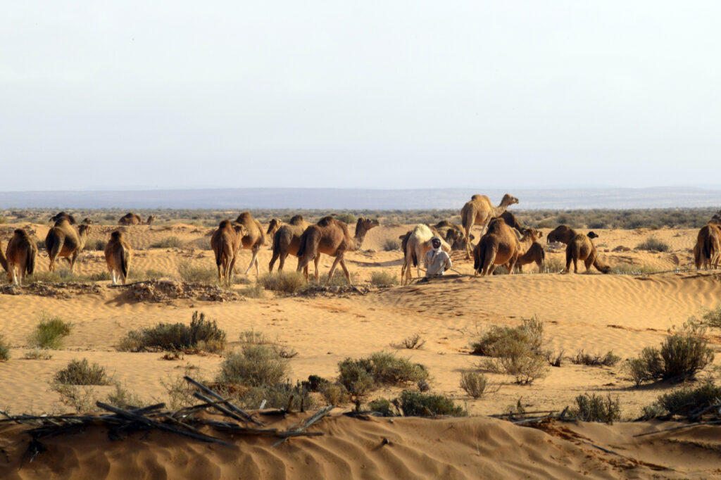 Camel 1