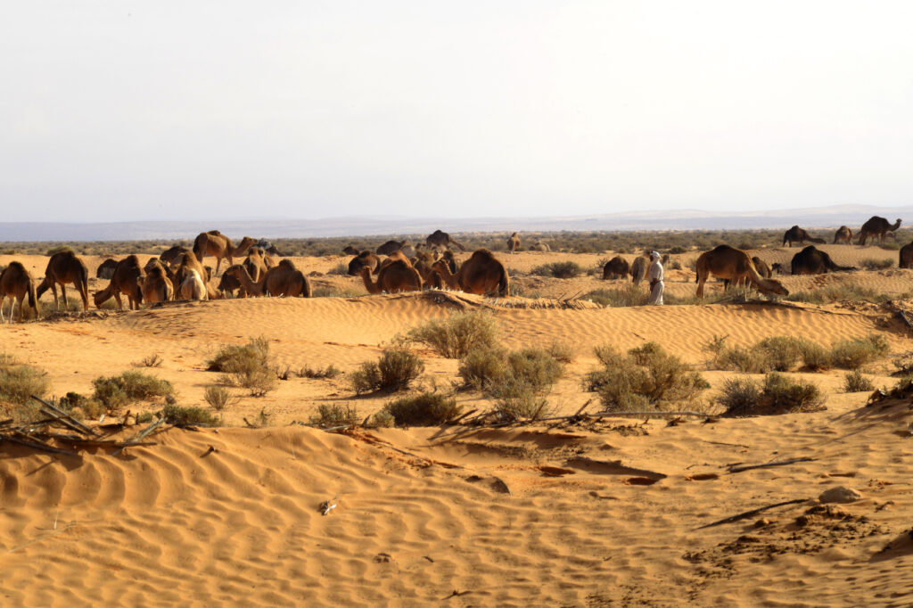 Camel 2